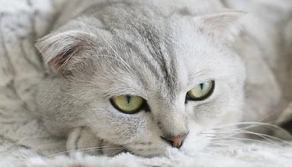 U23国足队医姚康：背后的英雄，获公司10万元奖励|澳大利亚队|U23亚洲杯|中国亚洲杯|球队|亚洲杯_新浪体育_新浪新闻