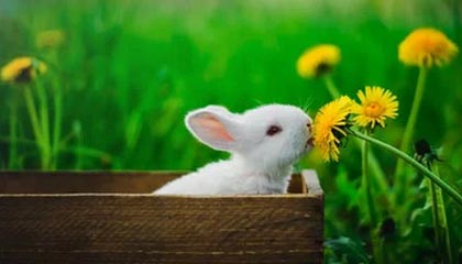 开云官网-德转预热西甲身价：安东尼确定上涨，四档可选最高4500万欧